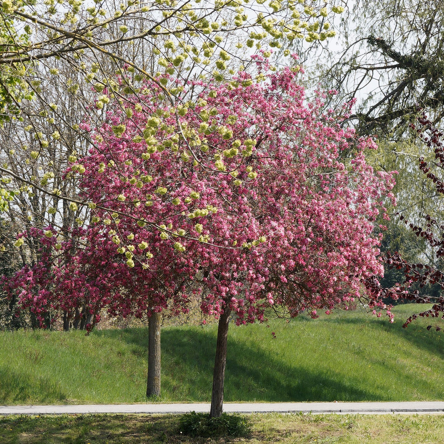  Pommier D'ornement Liset