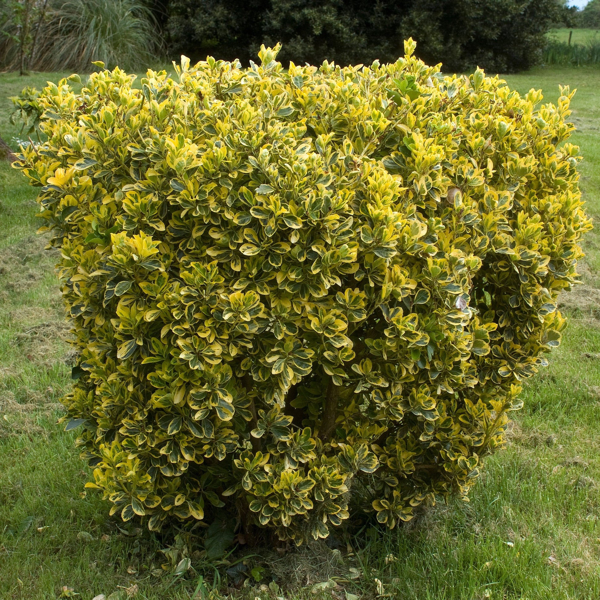  Fusain Du Japon ' Aureomarginatus'