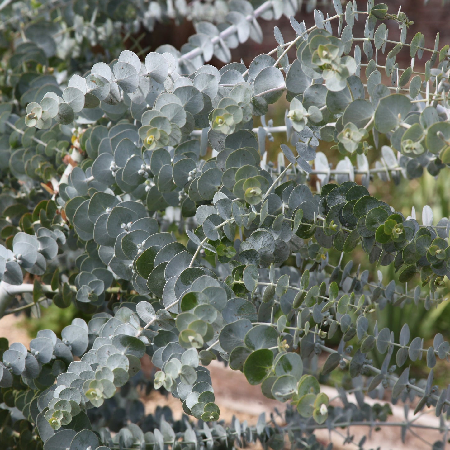  Eucalyptus Baby Blue