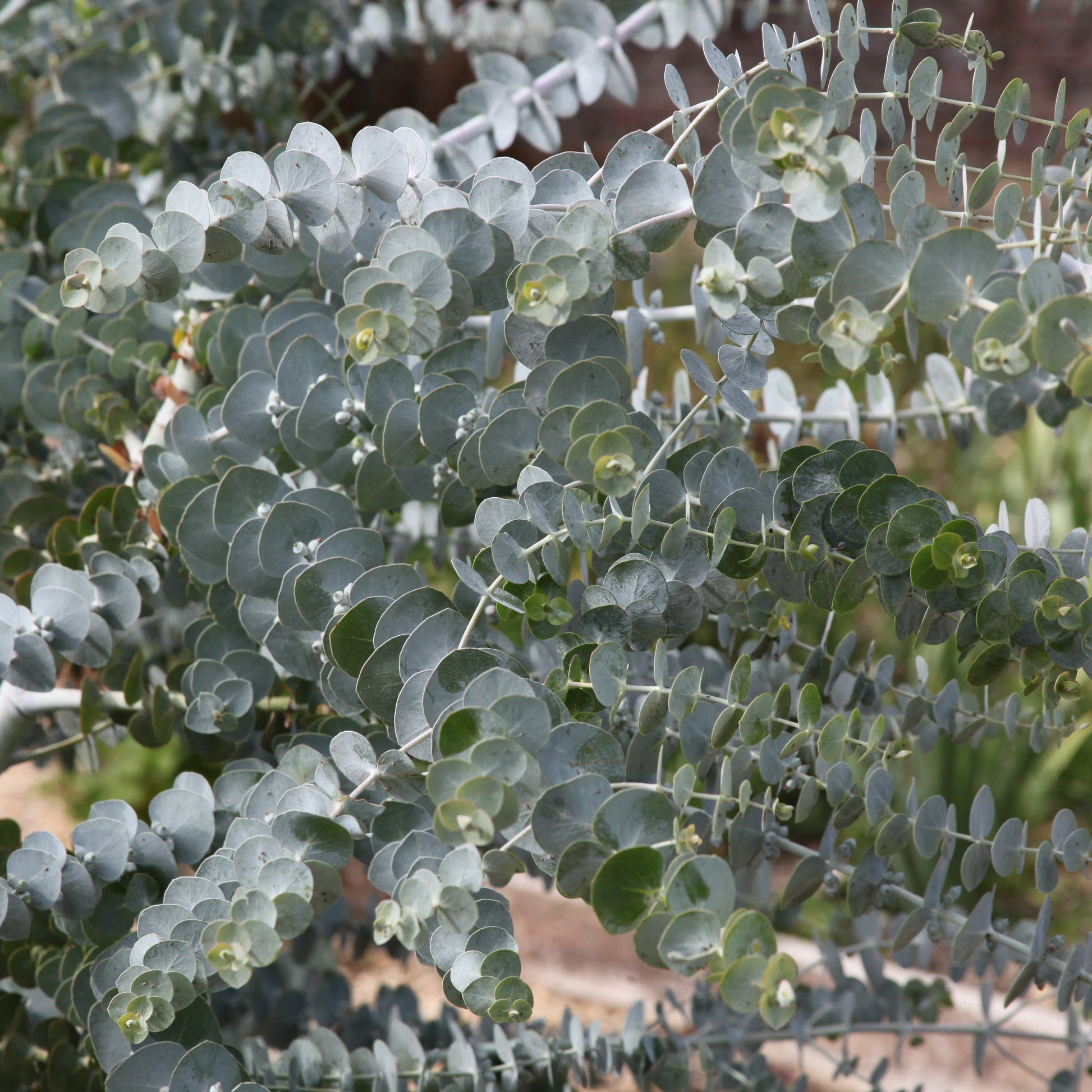  Eucalyptus Baby Blue
