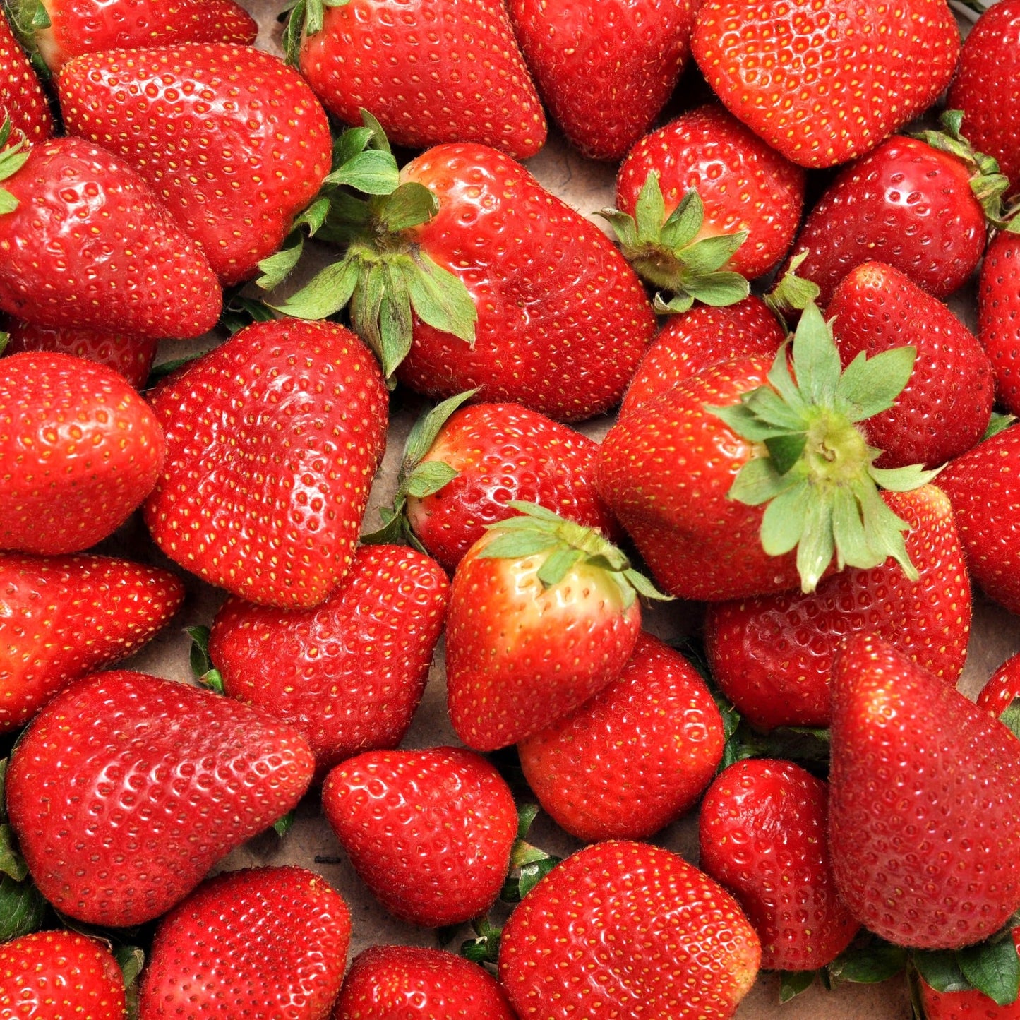  Fraisier Charlotte