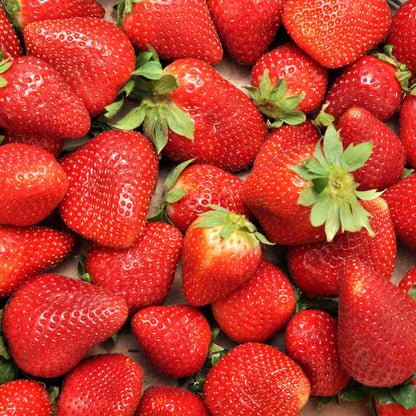  Fraisier Charlotte