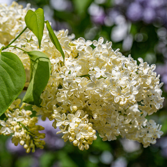 Lilas Jaune