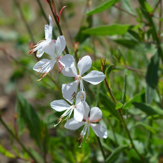  Gaura Blanche