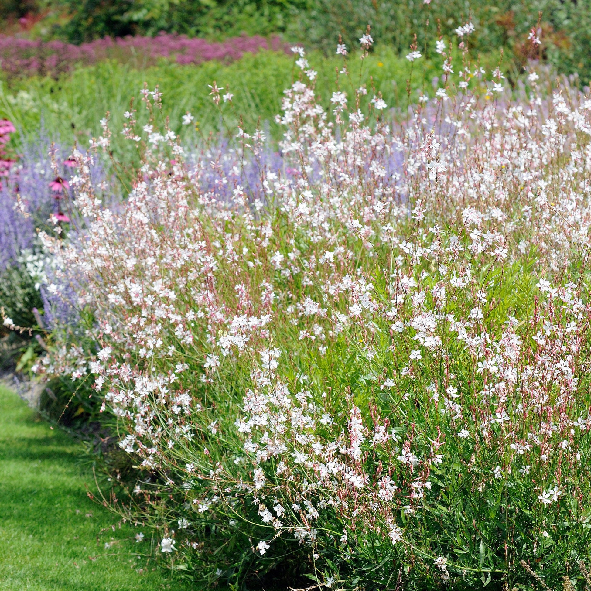  Gaura Blanche