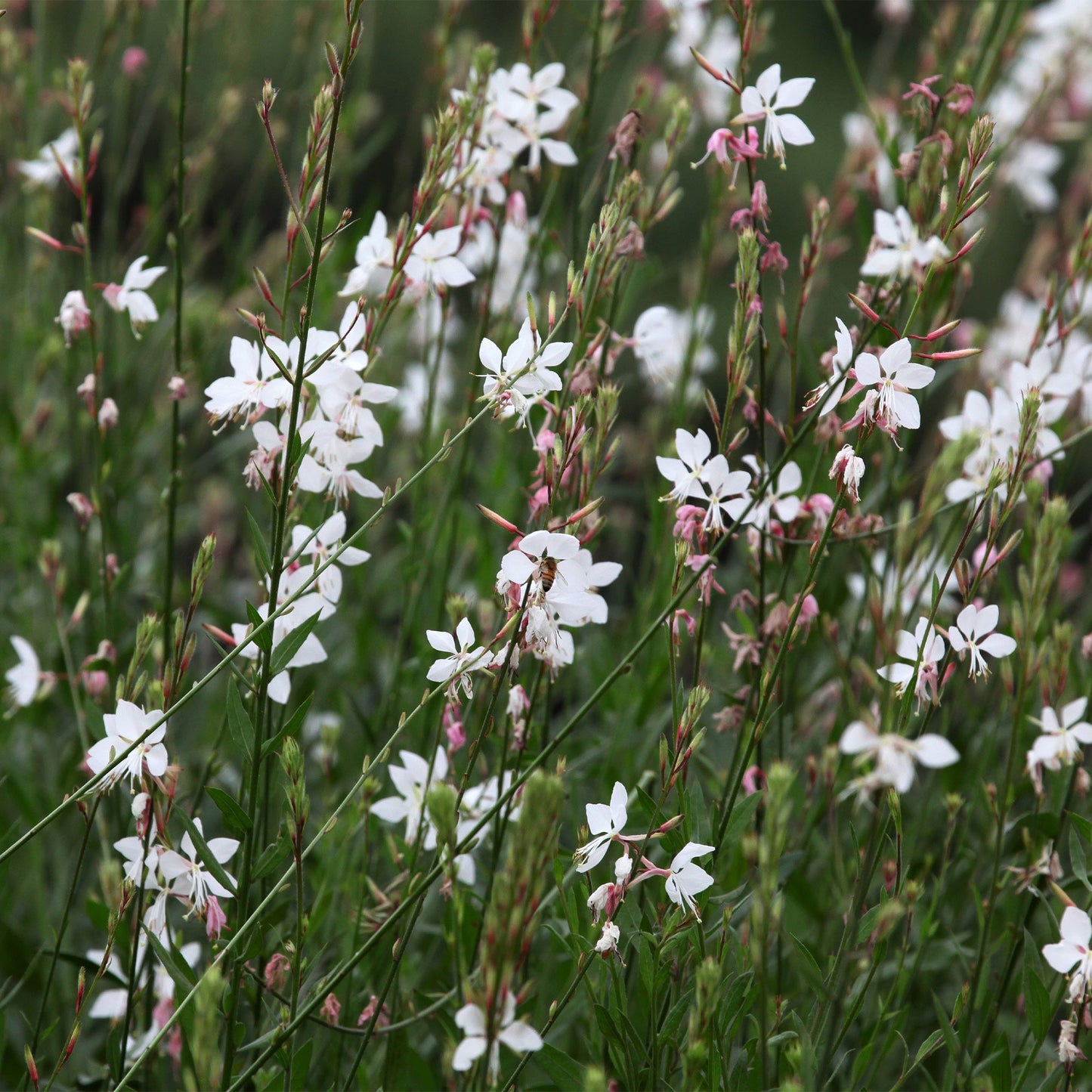  Gaura Blanche