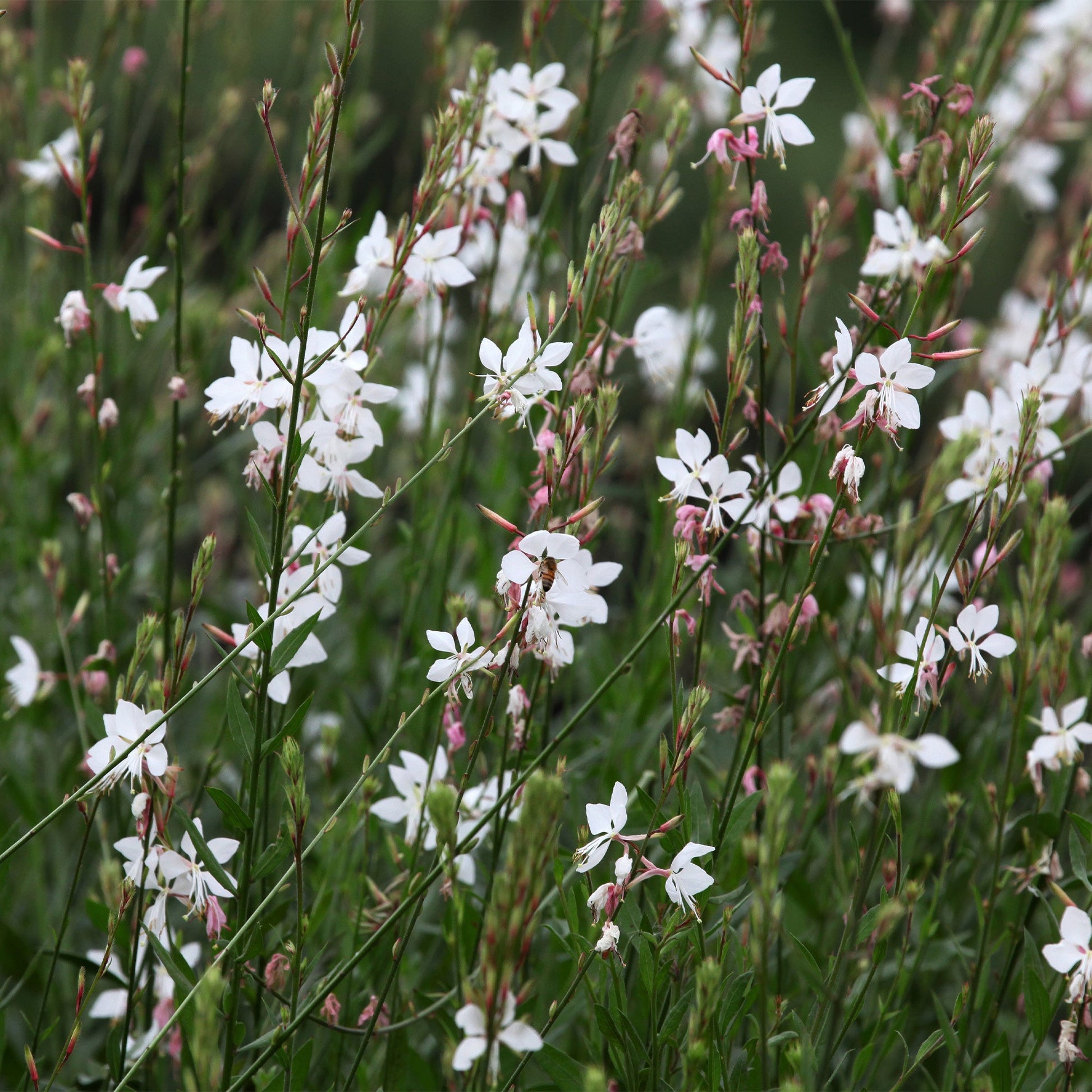  Gaura Blanche