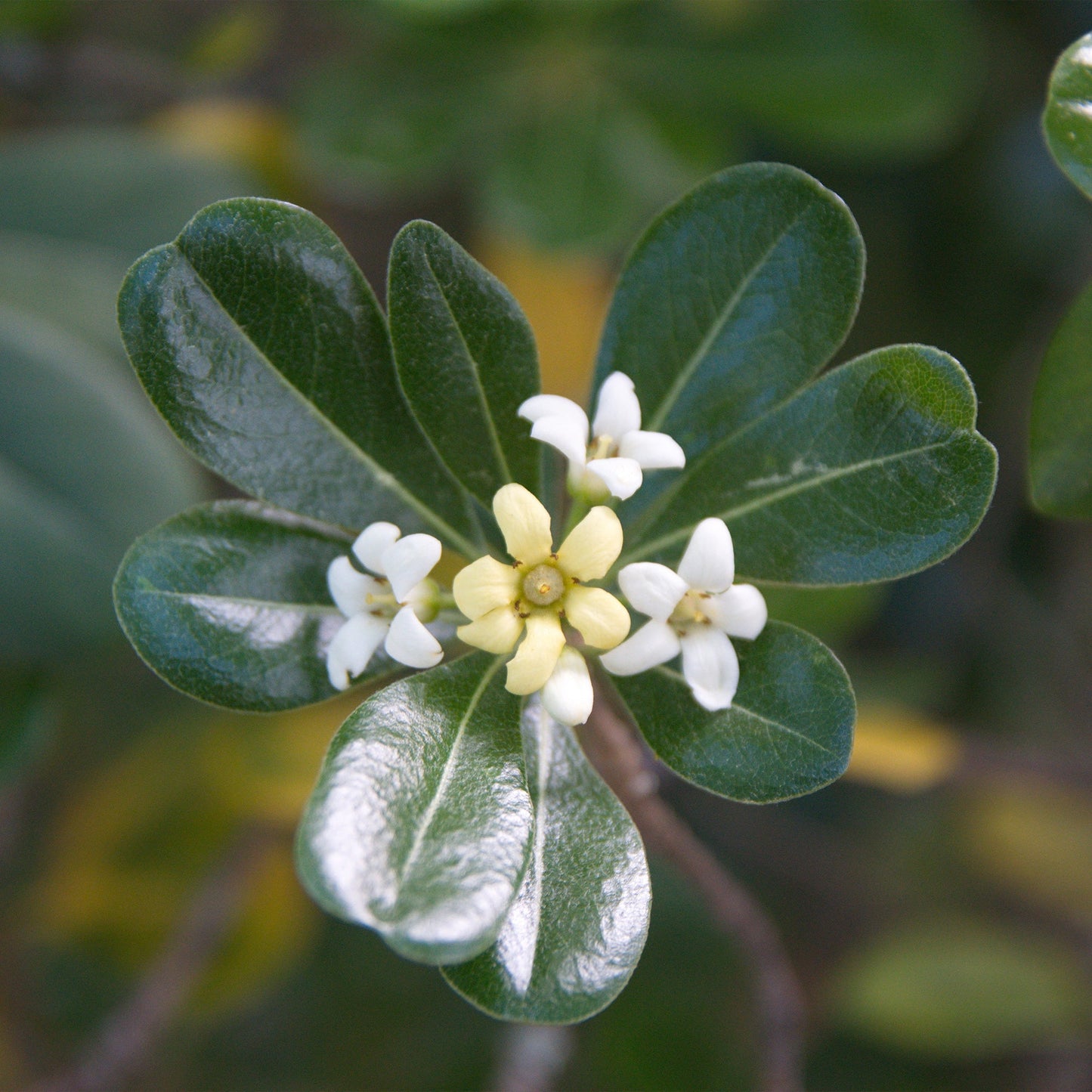  Pittosporum Tobira