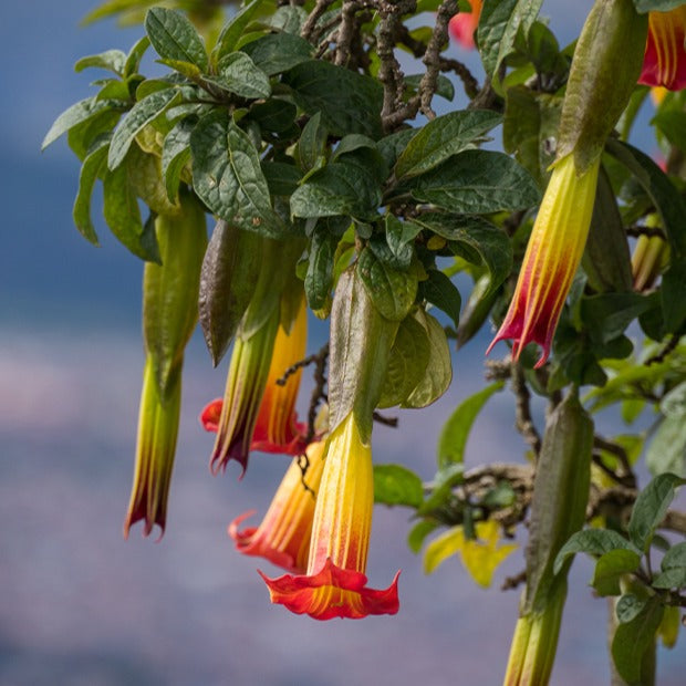  Brugmansia Rouge Et Or