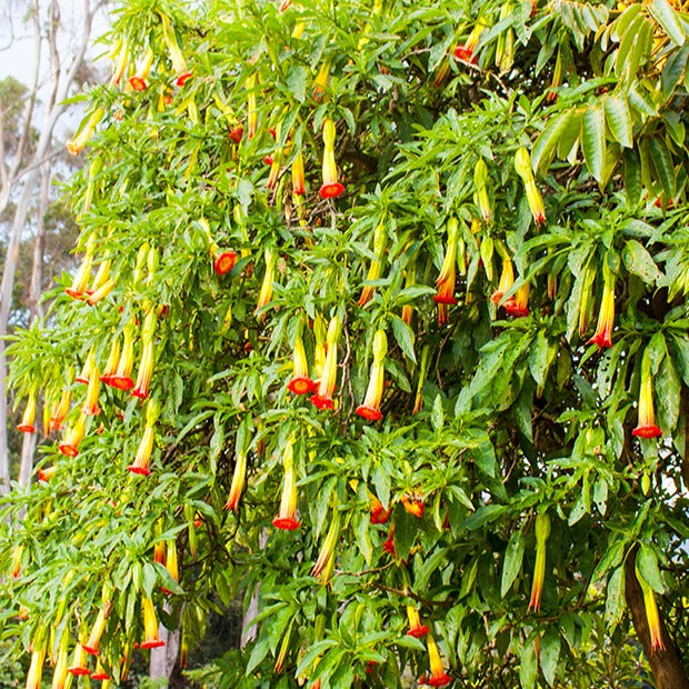  Brugmansia Rouge Et Or