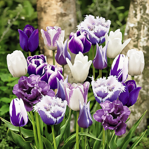  20 Tulipes Paradis En Mélange