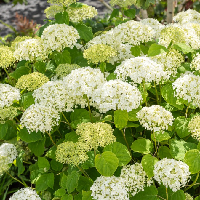  Hortensia Strong Annabelle