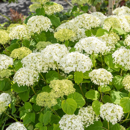  Hortensia Strong Annabelle