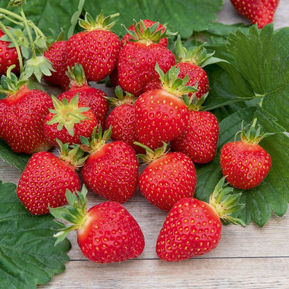  Fraisier Rubis Des Jardins