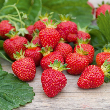  Fraisier Rubis Des Jardins