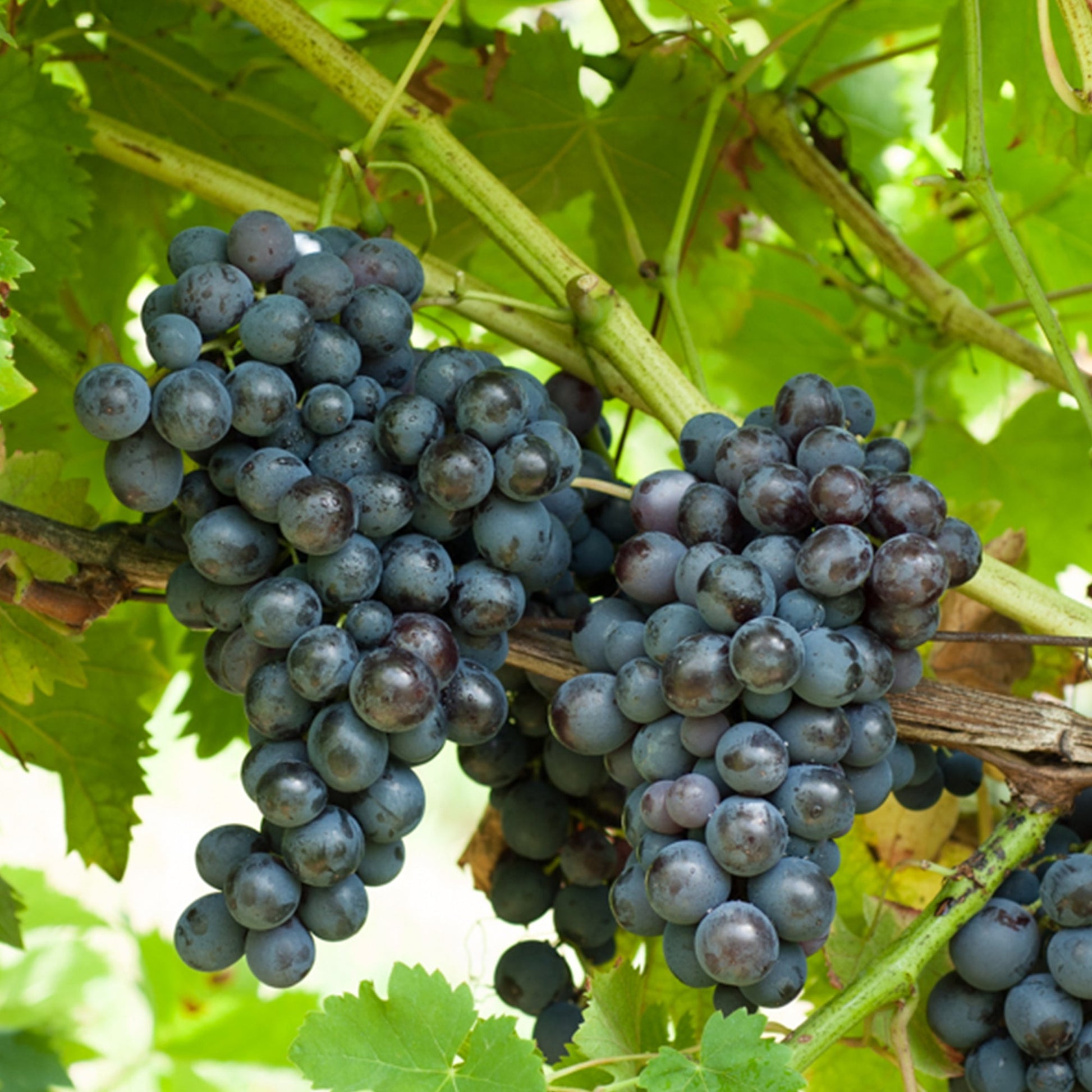  Vigne Muscat De Hambourg