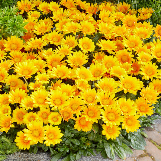  3 Gazania Suncarpet®