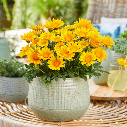 3 Gazania Suncarpet®