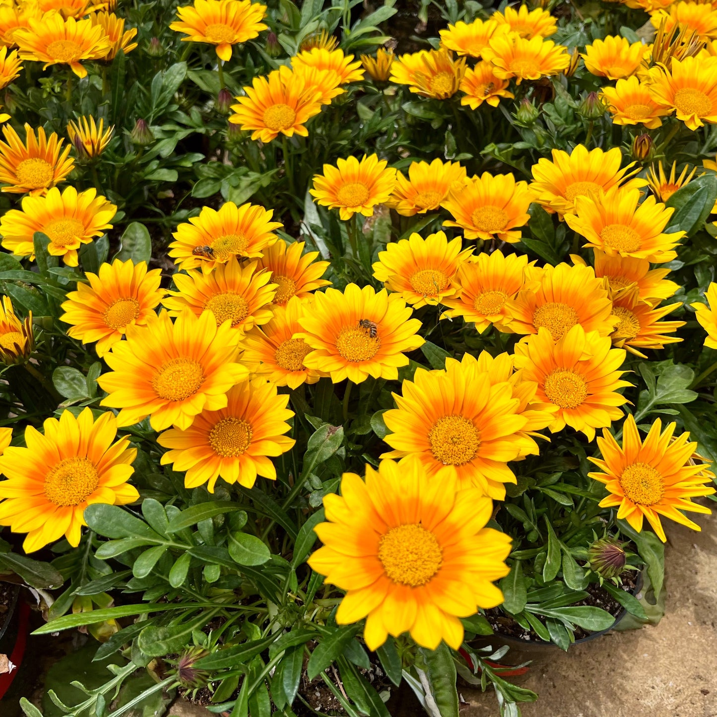  3 Gazania Suncarpet®