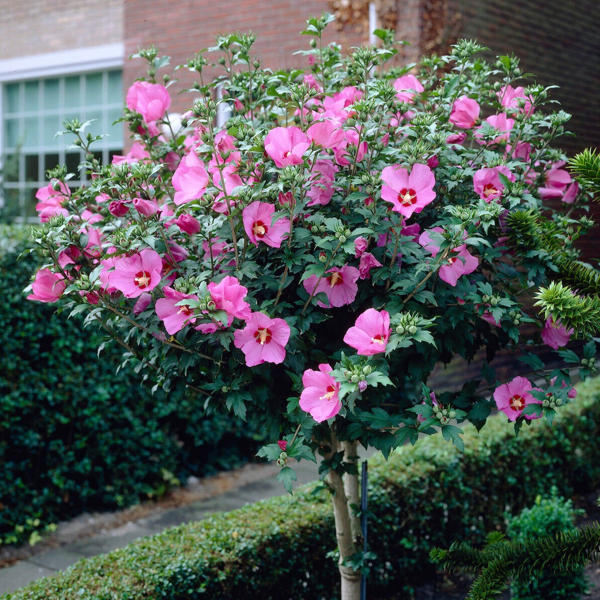  Hibiscus De Jardin Sur Tige