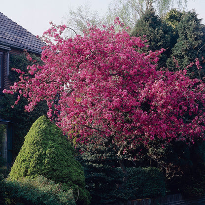  Pommier D'ornement Liset