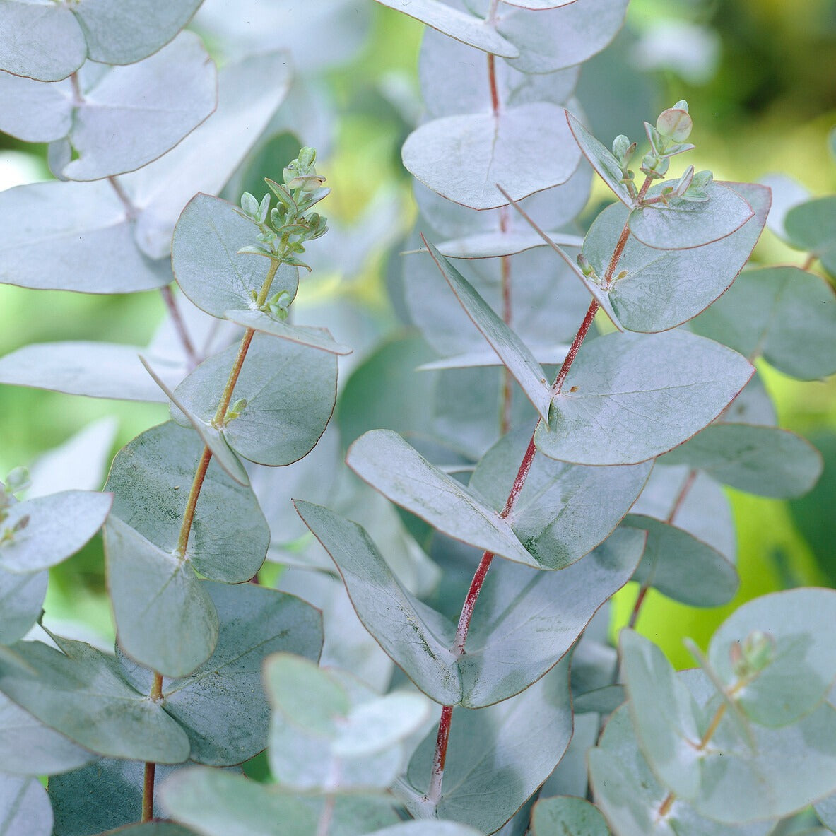  Eucalyptus Baby Blue