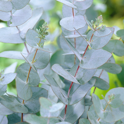  Eucalyptus Baby Blue