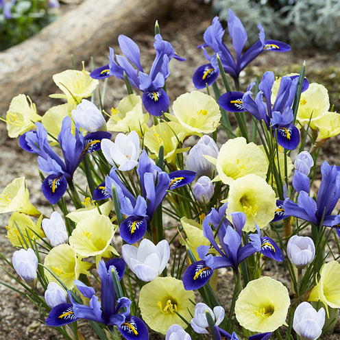 40 Bulbes De Fleurs Early Bird En Mélange