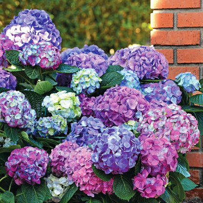  Hortensia Tricolore