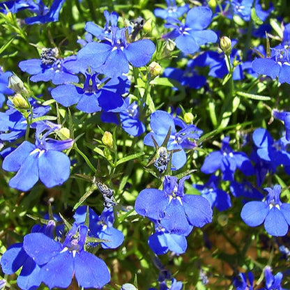  3 Lobelias Azuro