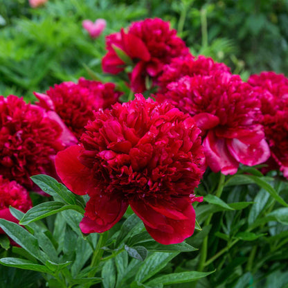  Pivoine Red Charm