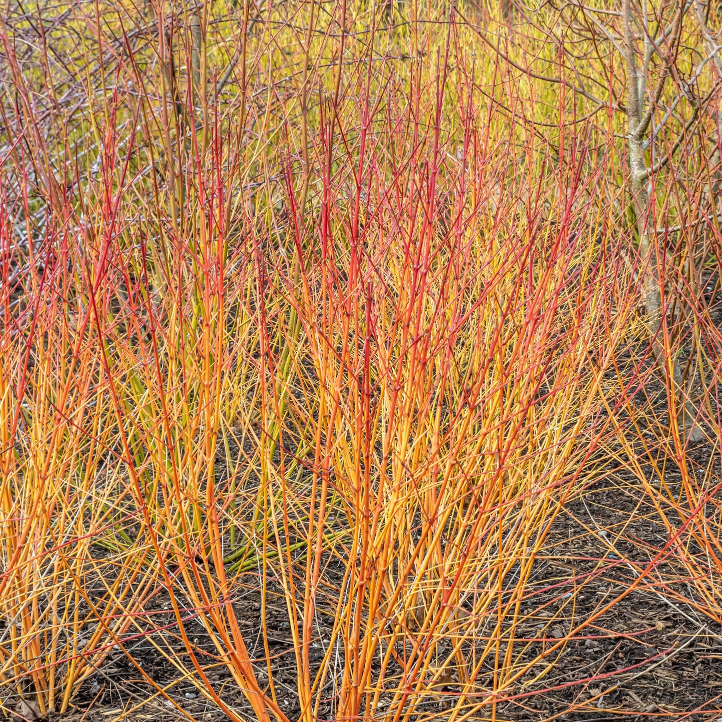  Cornouiller Fluo Winter Flame
