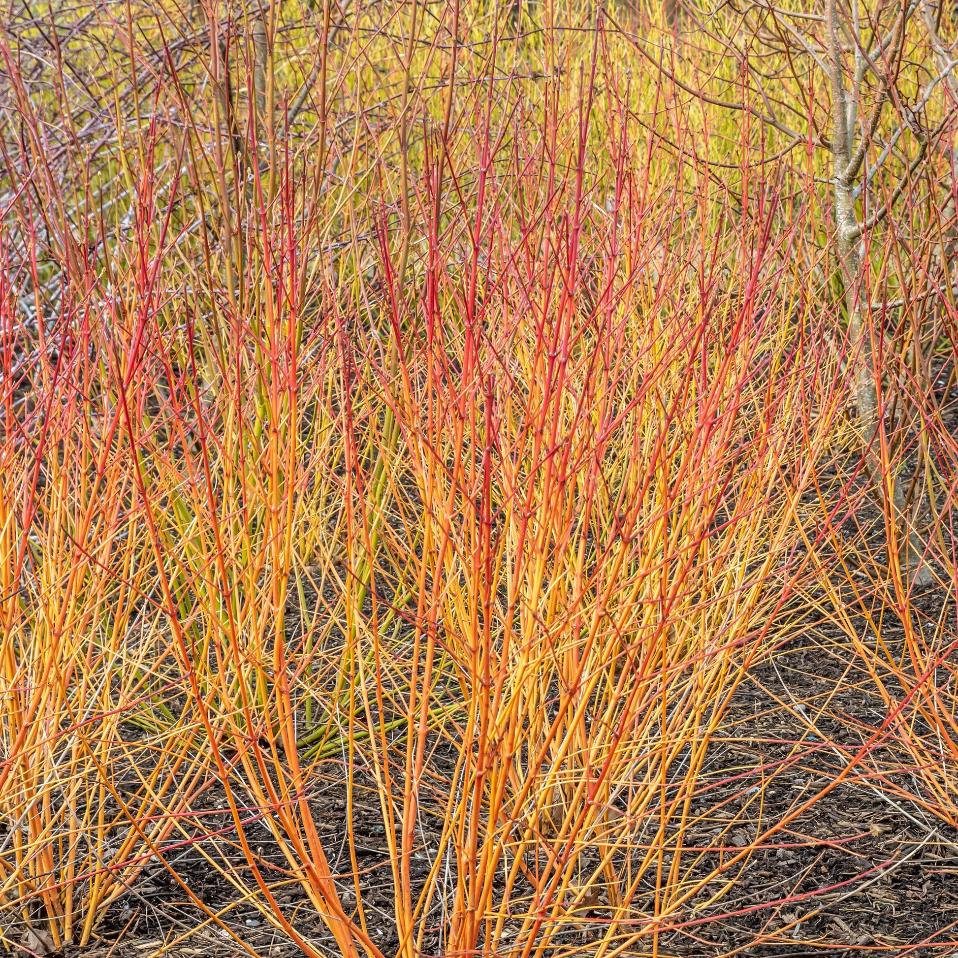  Cornouiller Fluo Winter Flame