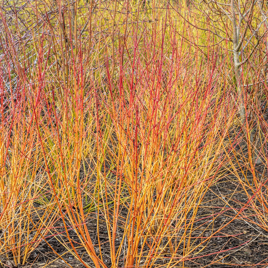  Cornouiller Fluo Winter Flame