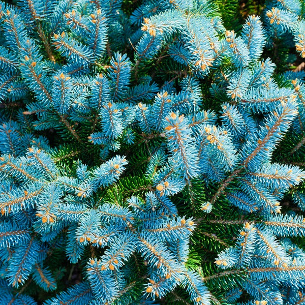  Sapin Bleu