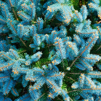  Sapin Bleu