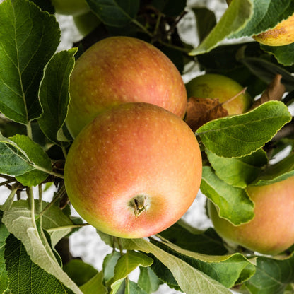  Pommier Cox's Orange