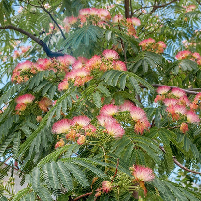  Arbre à Soie Rose