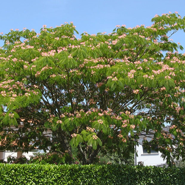 Arbre à Soie Rose