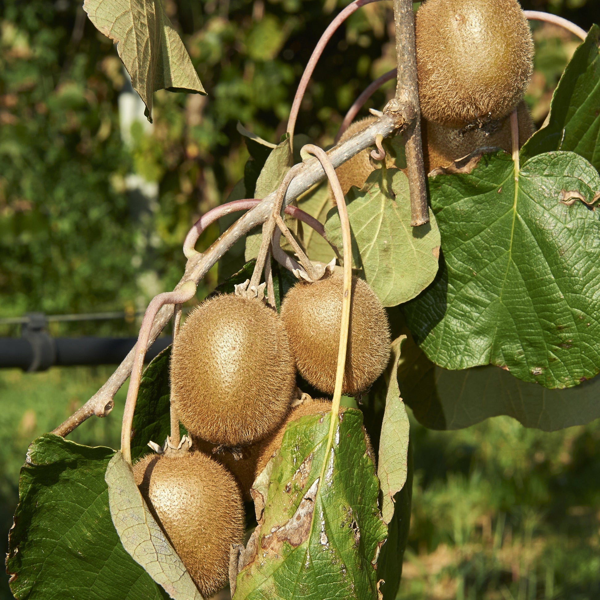  Kiwi Jenny
