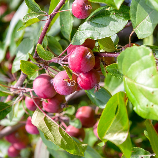  Pommier D'ornement Red Sentinel