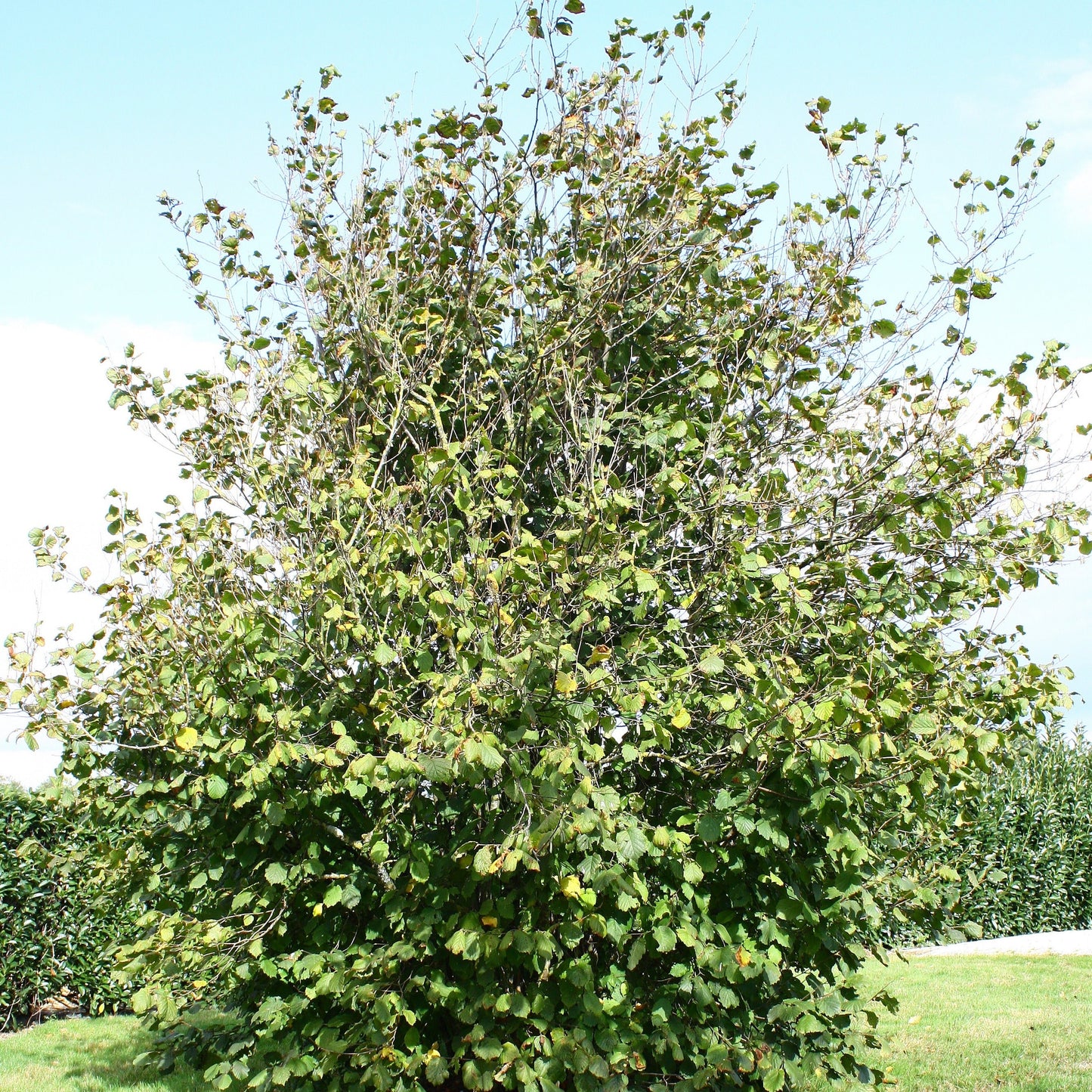  Noisetier Ronde Du Piémont