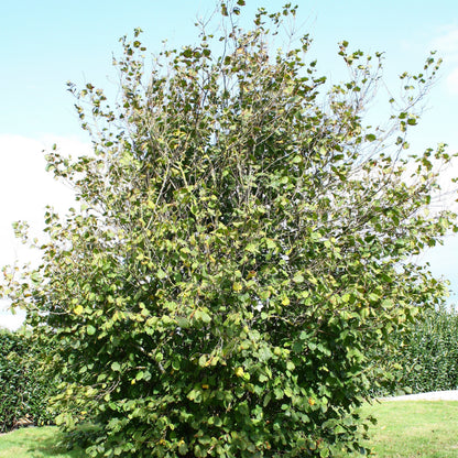  Noisetier Ronde Du Piémont