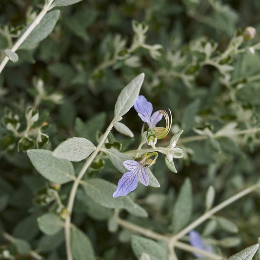  Germandrée Arbustive Azureum