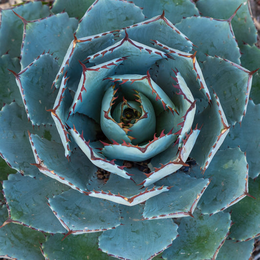  Agave Globe