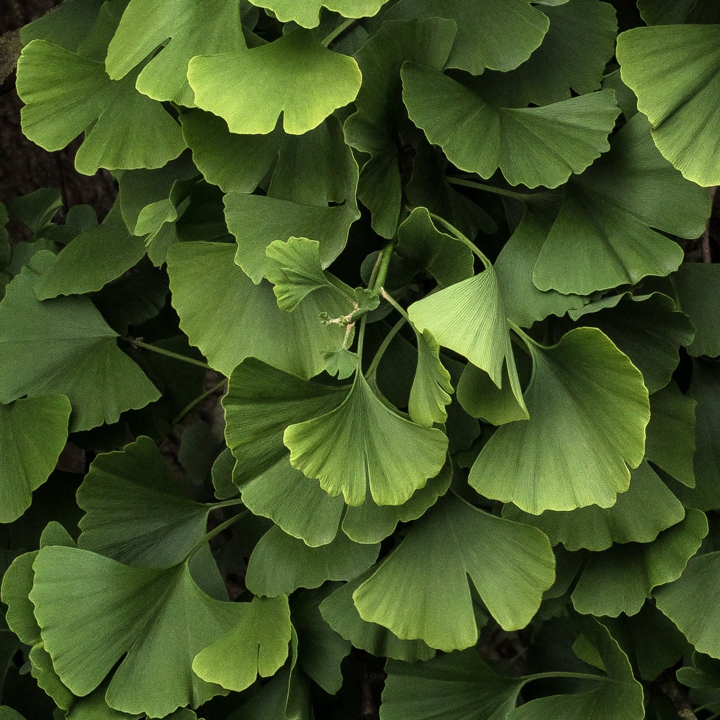  Ginkgo Biloba Blagon - Arbre Aux 40 écus