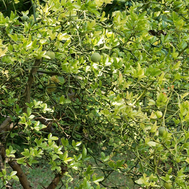  Citron Du Nord