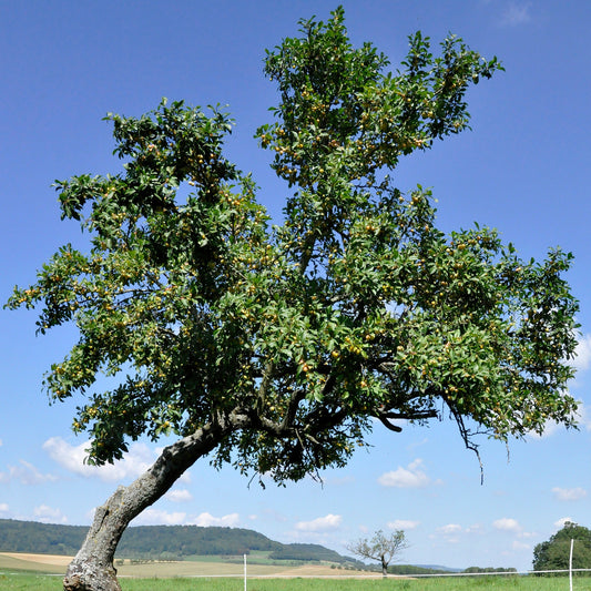  Prunier Reine-Claude D’Oullins