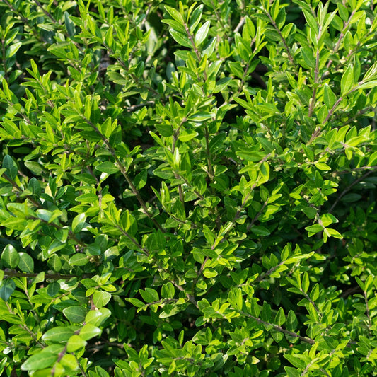  Chèvrefeuille à Cupule
