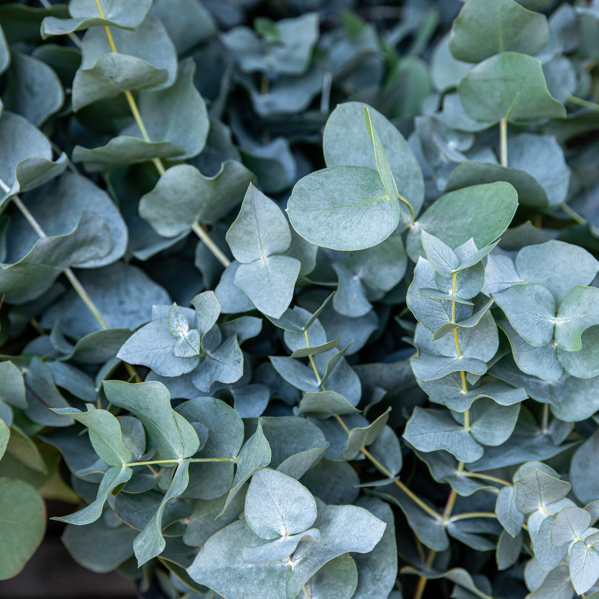  Eucalyptus Baby Blue